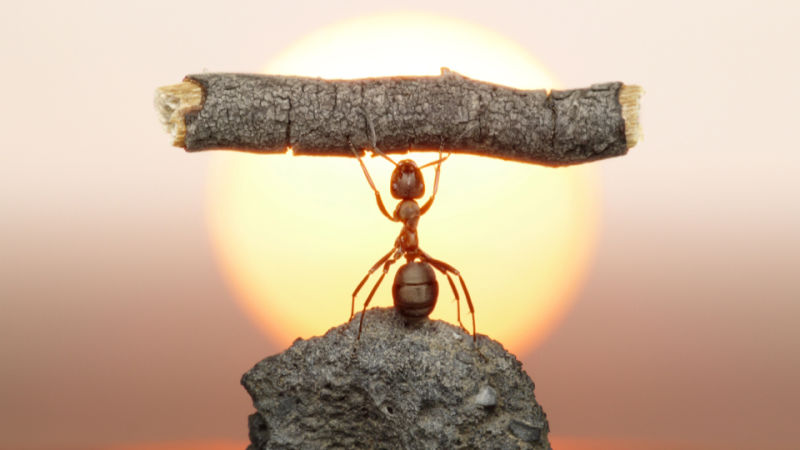 ant-lifitng-twig-2016